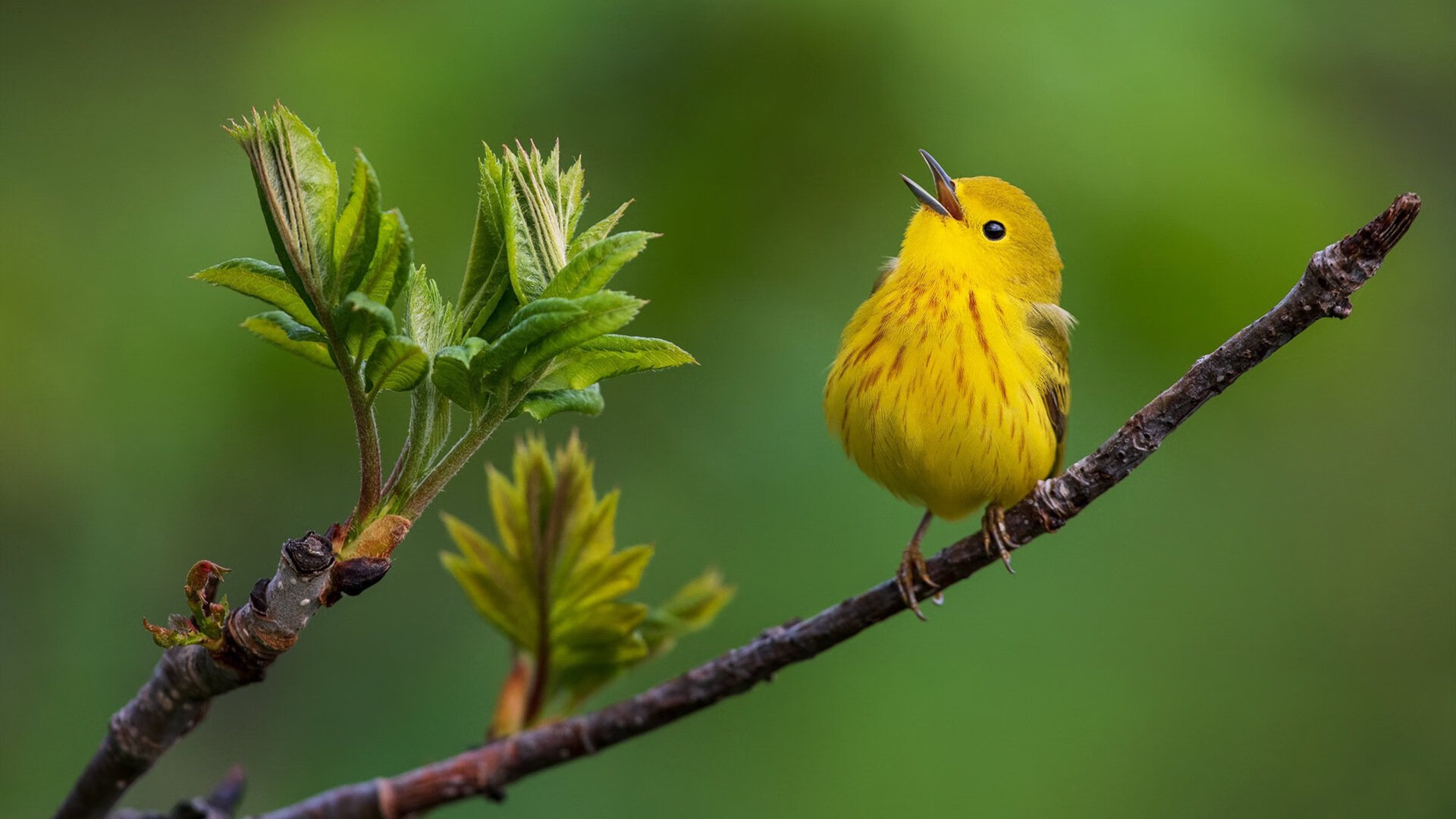 kaiyun网站-健美比赛：雕塑般躯体展示无尽活力，健美健身比赛