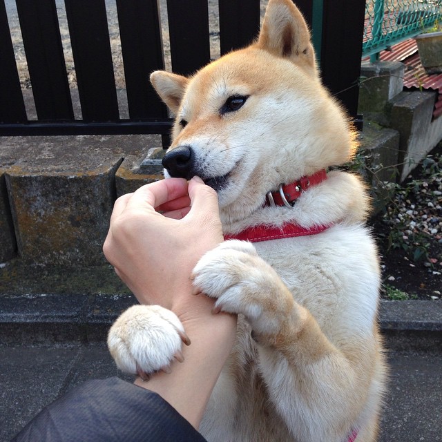 意甲激战,教练讲述赛场变化,意甲的比赛