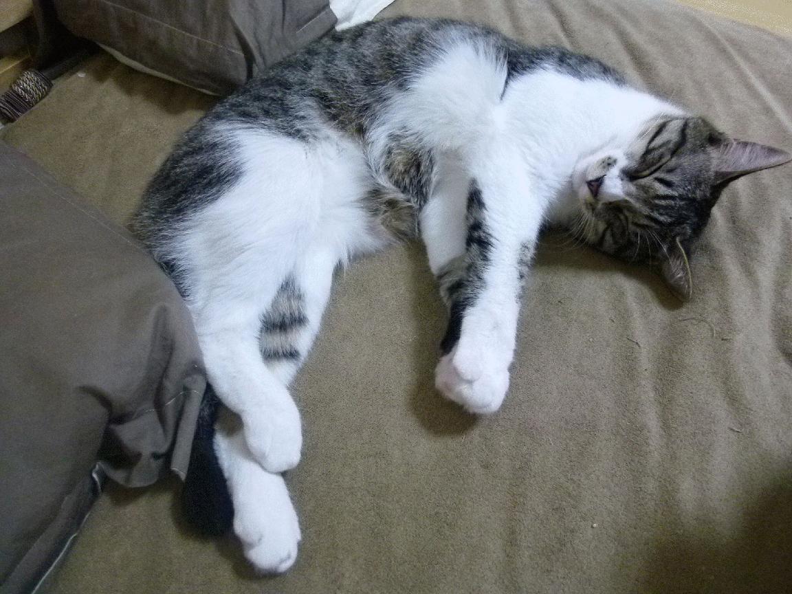 开云kaiyun-瑞士男足在巴黎奥运会比赛中以1-0战胜法国，瑞士男足队员