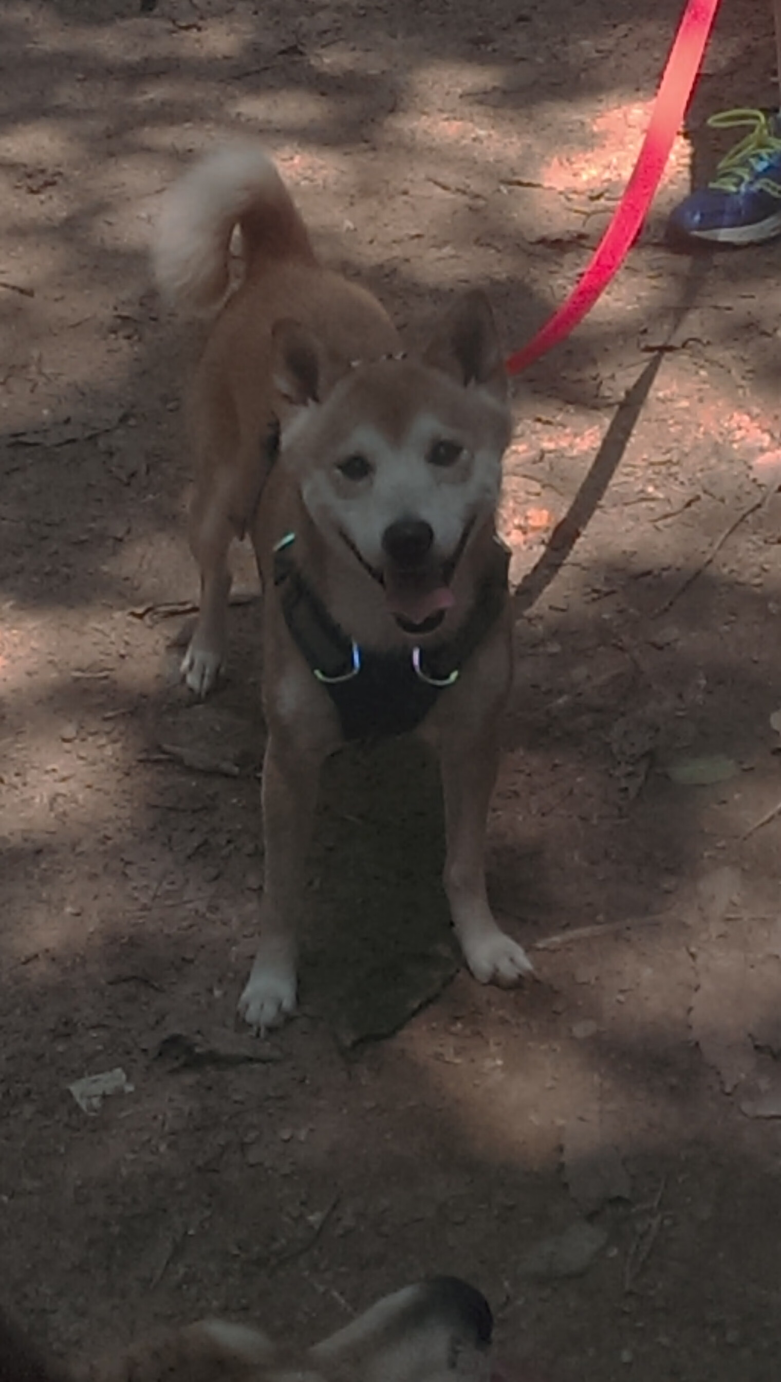 竹竿跳比赛,传统技艺在现代赛场焕发新光,跳竹竿舞视频