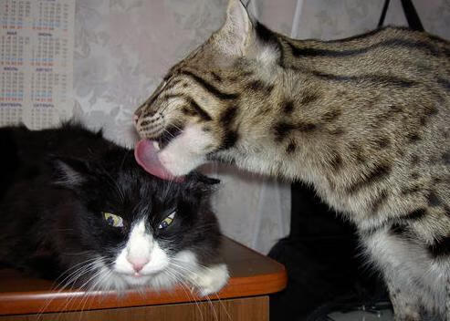 篮球公益活动推动全民健身计划,篮球公益项目