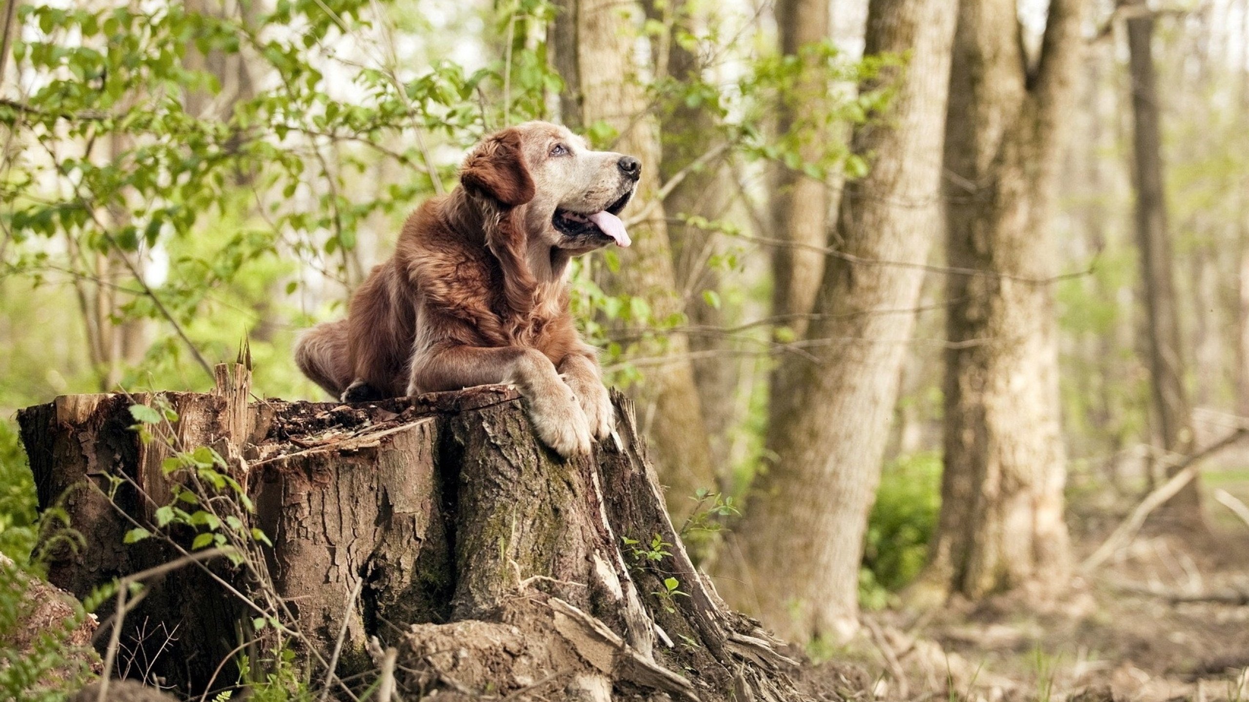 费兰·托雷斯复出即展现神级视野,助攻皇马关键胜局,费兰托雷斯和托雷斯