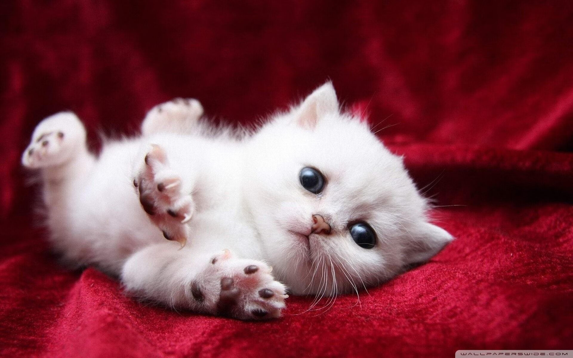 kaiyun开云·官方网站-足球直播间试点虚拟主持人技术，足球 球迷 观众模拟主持