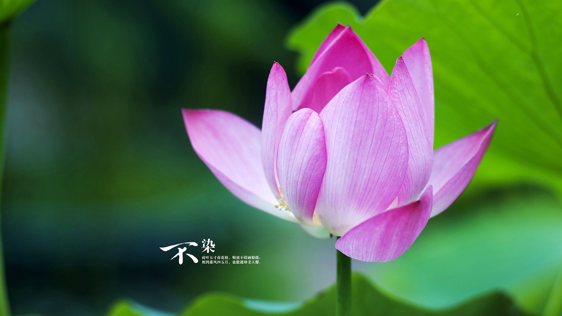 开云官网APP下载-跨栏赛跑，闪电出击展示速度魅力，跨栏跑技术视频