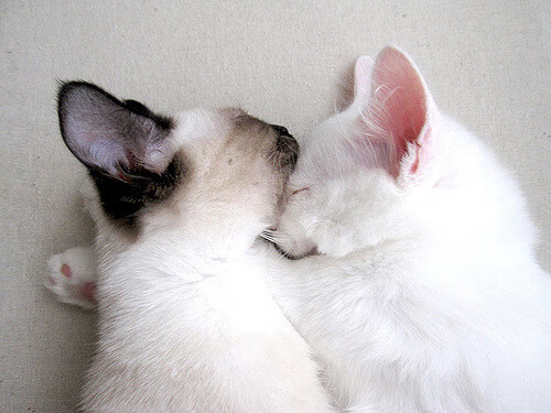 开云·体育官网APP下载-逆境中的队魂：那些战胜一切的球队故事，逆境中的队魂_那些战胜一切的球队故事