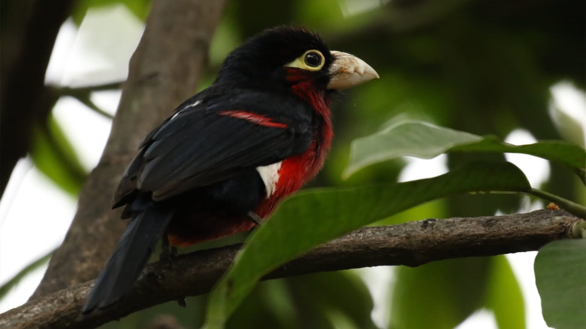 乌克兰在欧洲预赛中与瑞士交锋——力争晋级,乌克兰与瑞士足球比分预测