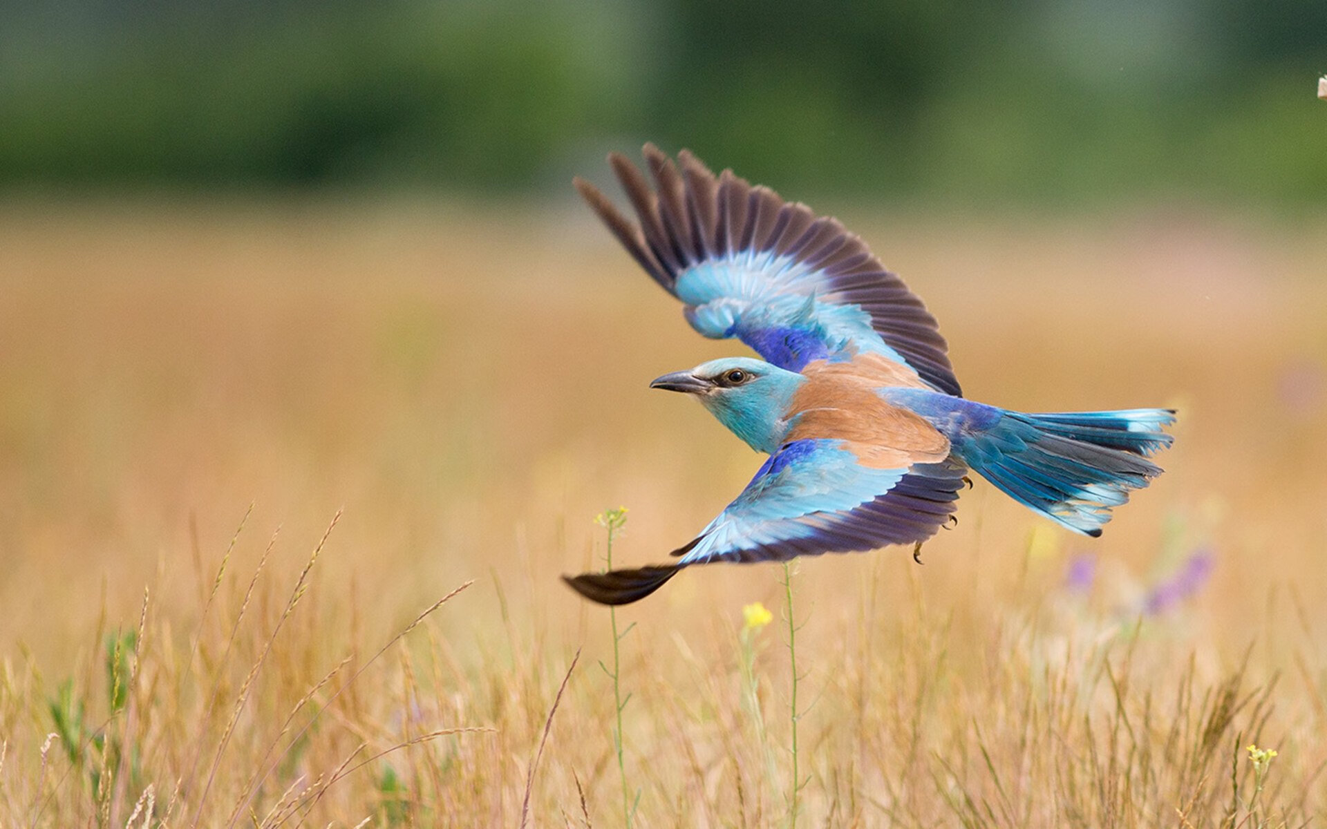 开云官方网页登录-利物浦-不敌富勒姆，客场遭遇不利败局显骄傲，利物浦不敌富勒姆遭主场六连败