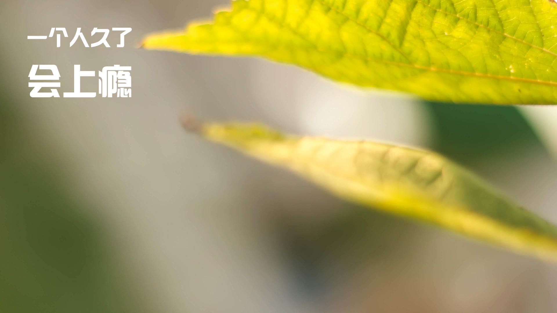 开云官网APP下载-卫冕冠军在比赛中绝地逆袭，实现连胜，卫冕冠军有什么好处