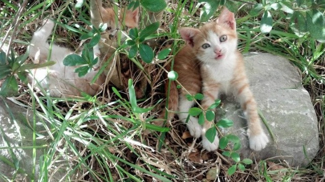 Kaiyun APP-山西汾酒球队比赛节奏掌控得当，山西汾酒股份球队球员名单