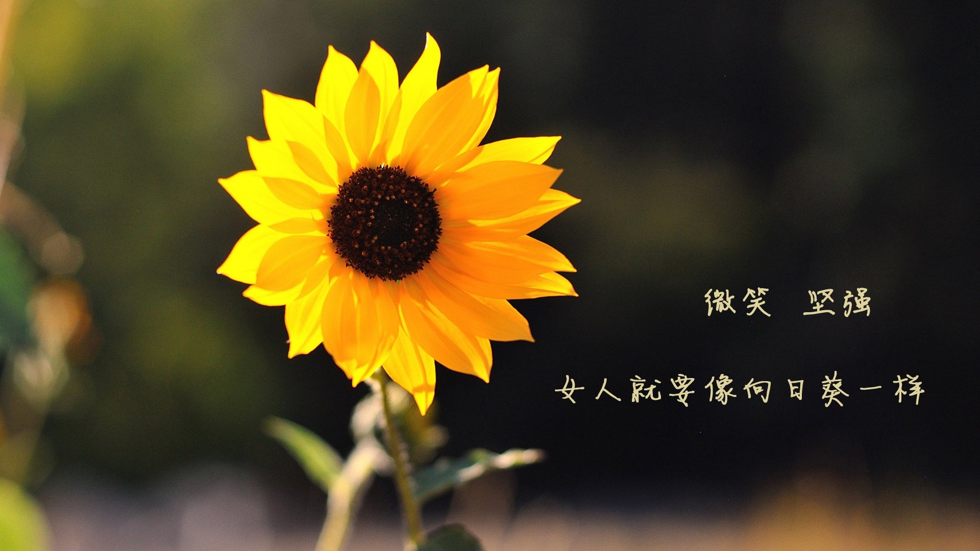 kaiyun登录入口-帕尔马拿下重要胜利，积分榜上升，帕尔马队