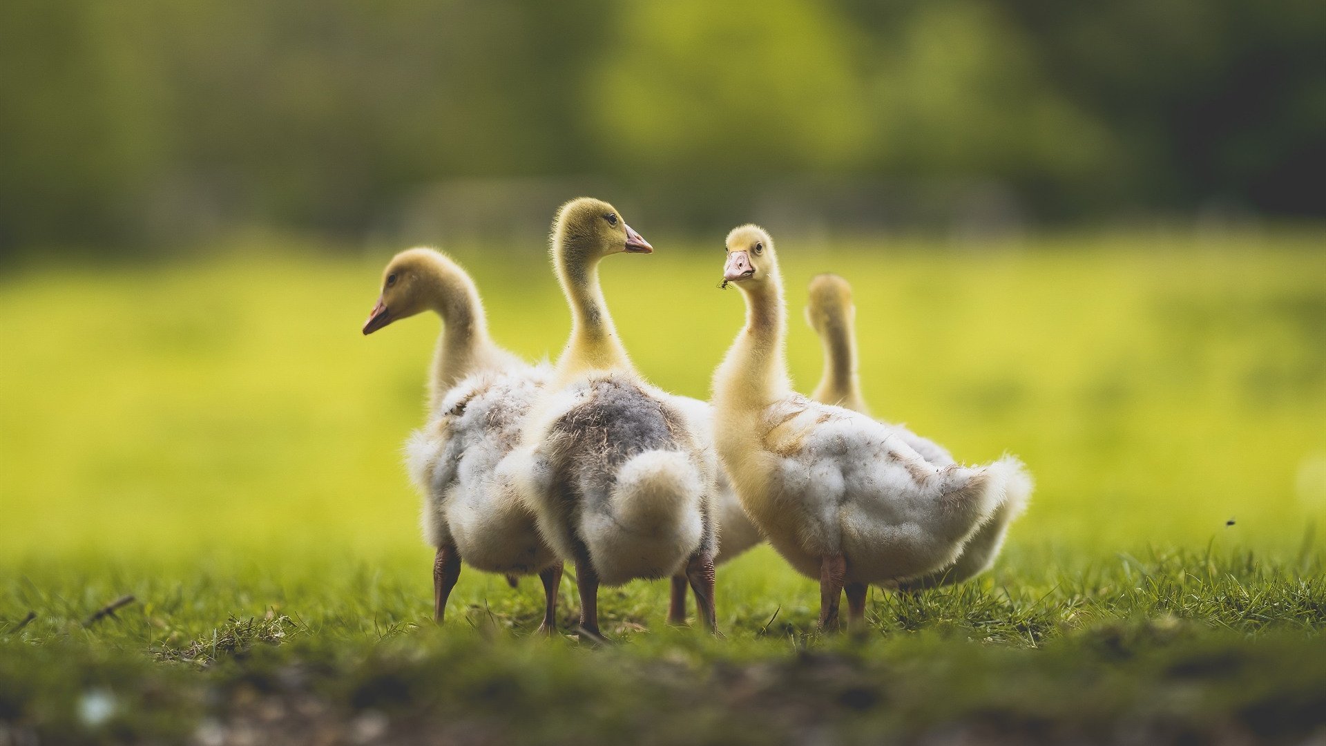 Kaiyun官方登录入口-新秀掌控全队 氛围焕发 迎接新挑战，新秀队应该起什么口号