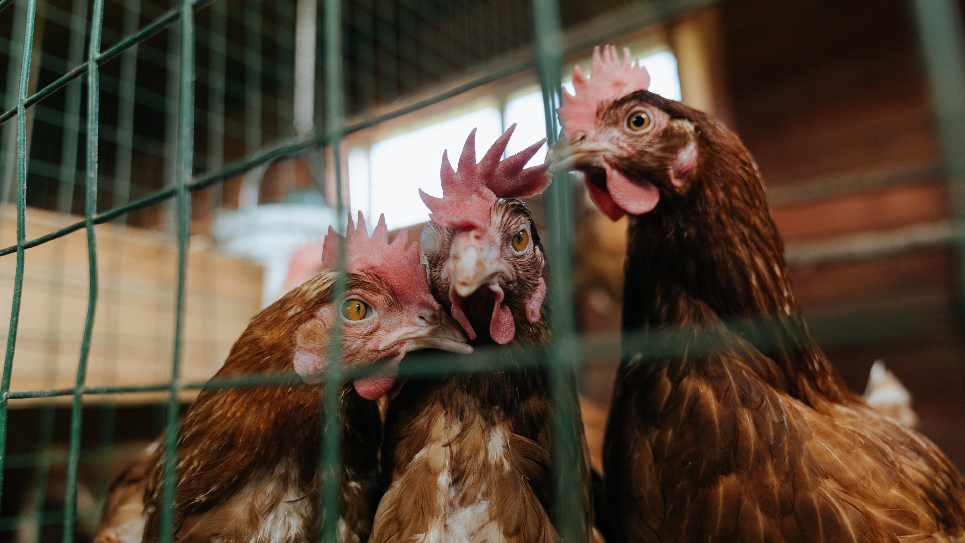 开云网页版-替补席上跳起非洲战鼓舞，塞内加尔球员太嗨被罚黄牌，非洲杯塞内加尔阵容