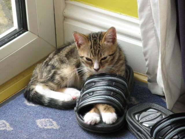 kaiyun官方入口登录-灰熊官方宣布哈撒尼亚将成为新任主帅，灰熊官方宣布哈撒尼亚将成为新任主帅的原因