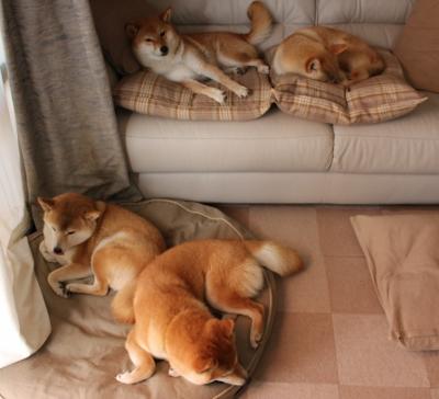 开云官网-考尔多巴主场失利，名次有所下滑，考尔比是什么意思