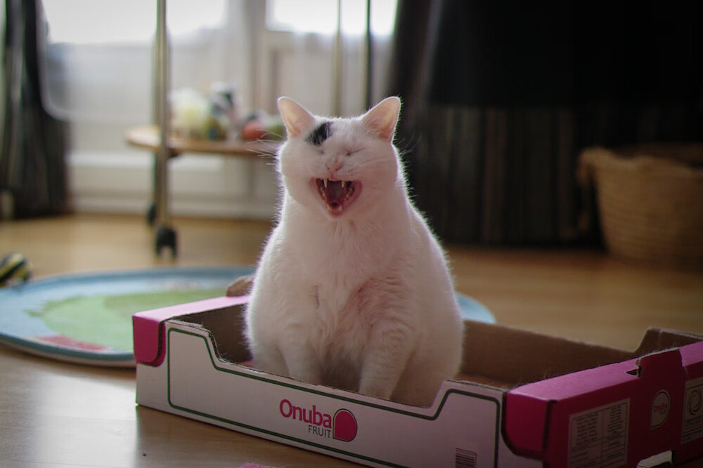 那不勒斯欧冠表现抢眼，那不勒斯 欧联