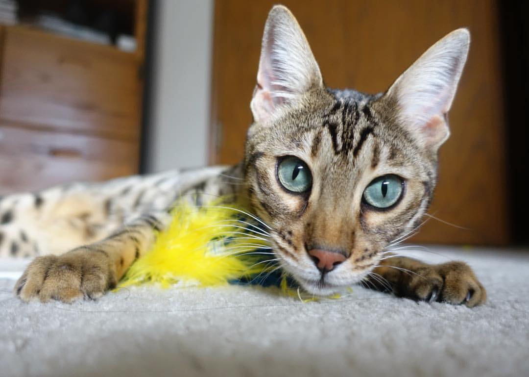 高校体育教师信息化教学能力培养路径,高校体育教学信息资源建设与共享探讨