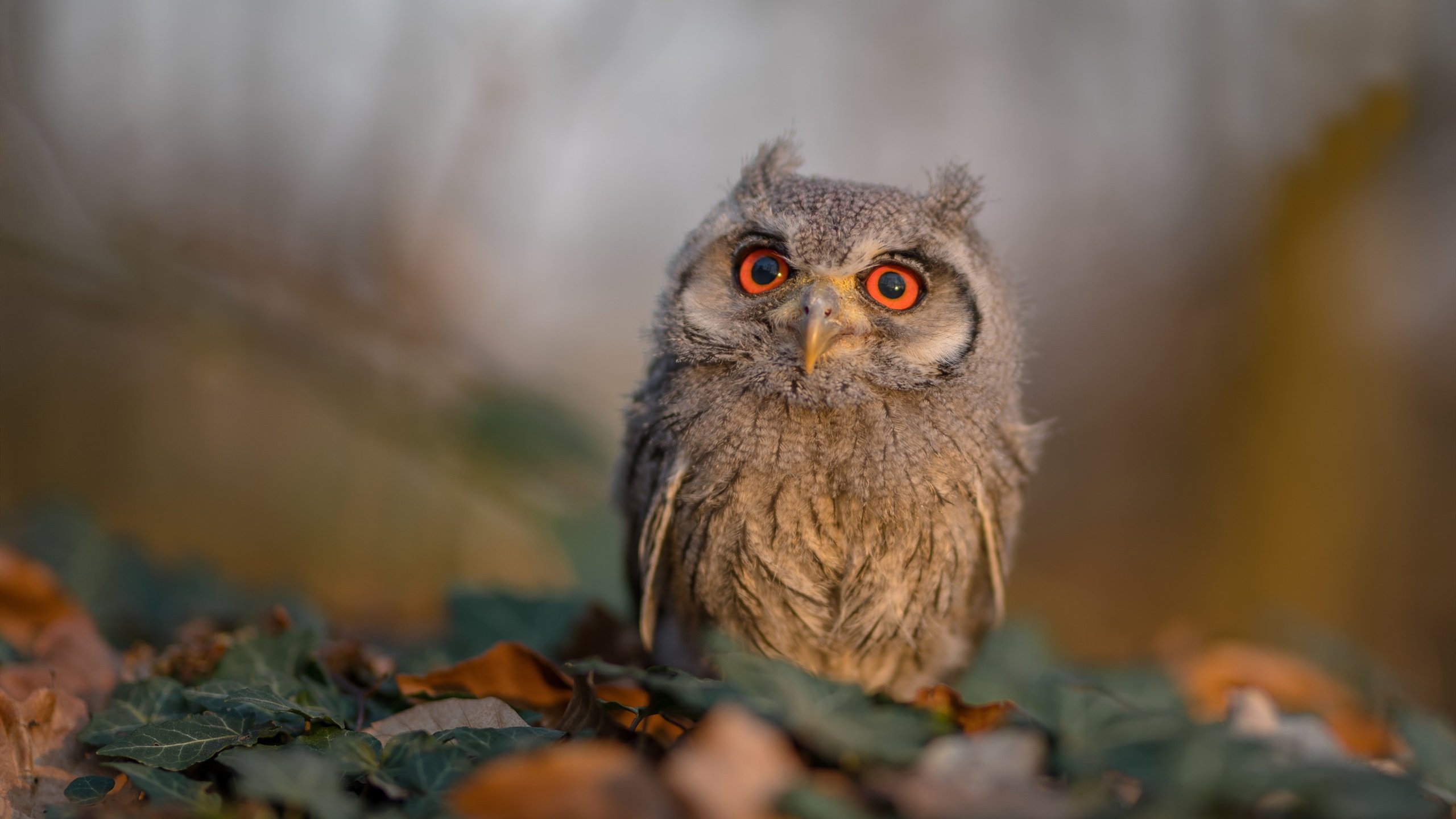 CBA联赛积极推动青少年篮球培训计划,专业青少年篮球培训提供篮球服务