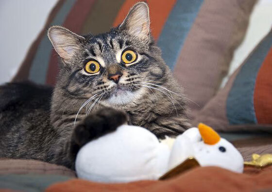 深圳领航队保持高强度训练备战接下来的强敌,深圳领航队女领队