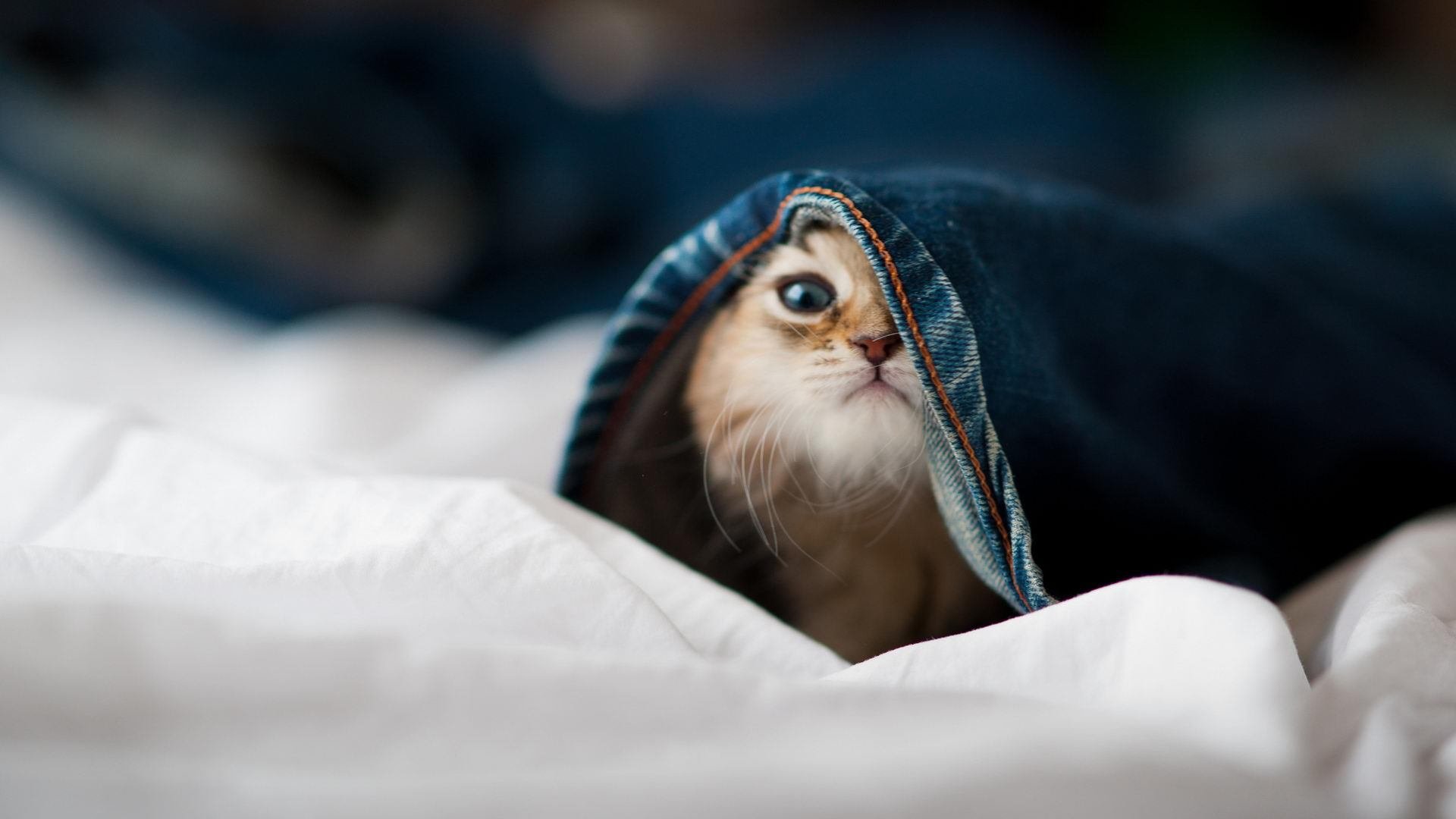 节奏型控卫与爆发型控卫优劣对比,节奏型控卫与爆发型控卫优劣对比图