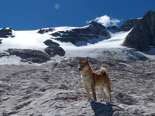 “美洲狮队凭借团队合作晋级橄榄球冠军锦标赛四强”