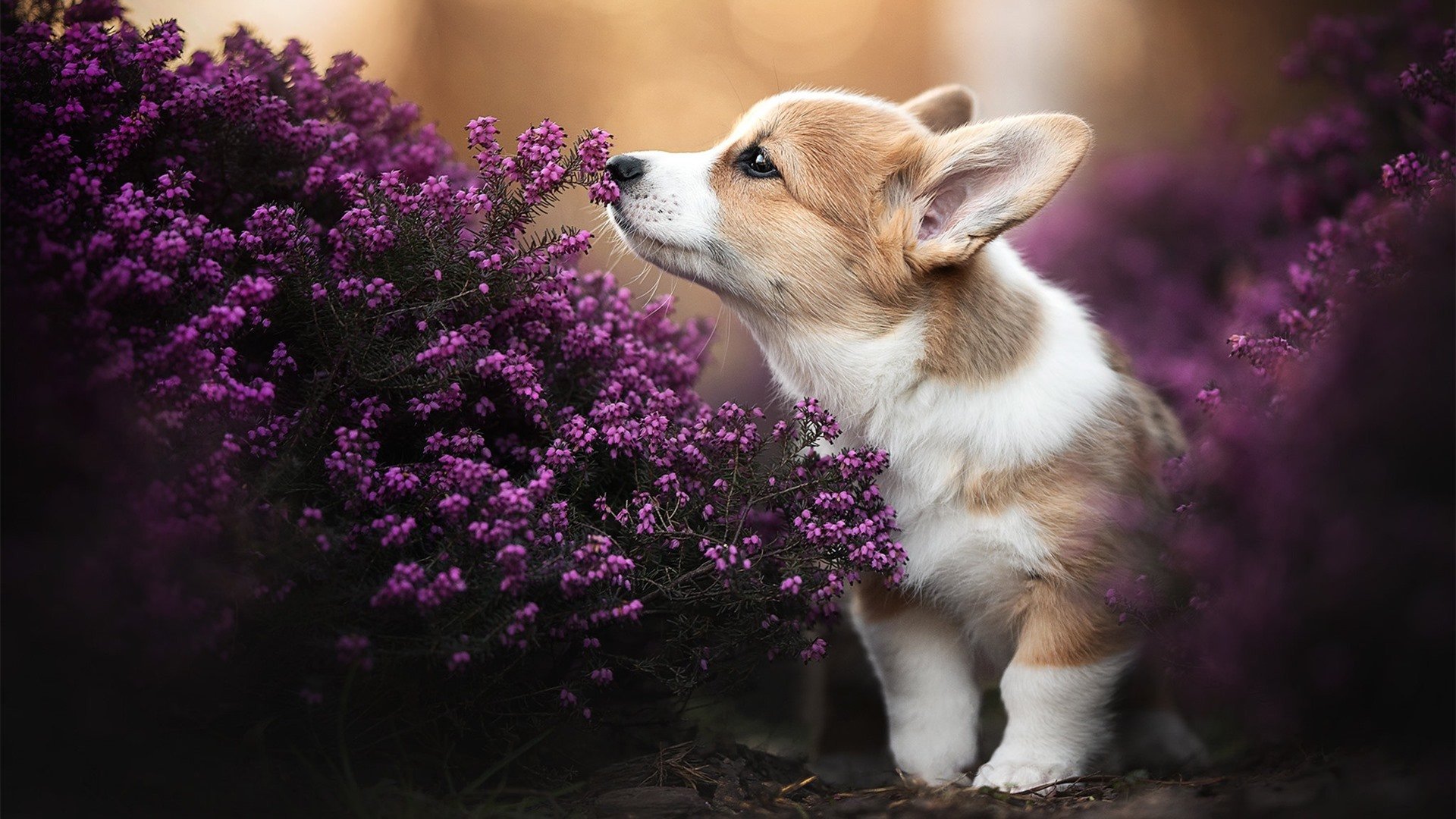 开云官网-西甲明星领衔：精彩过人和准绝杀一网打尽，西甲足球明星