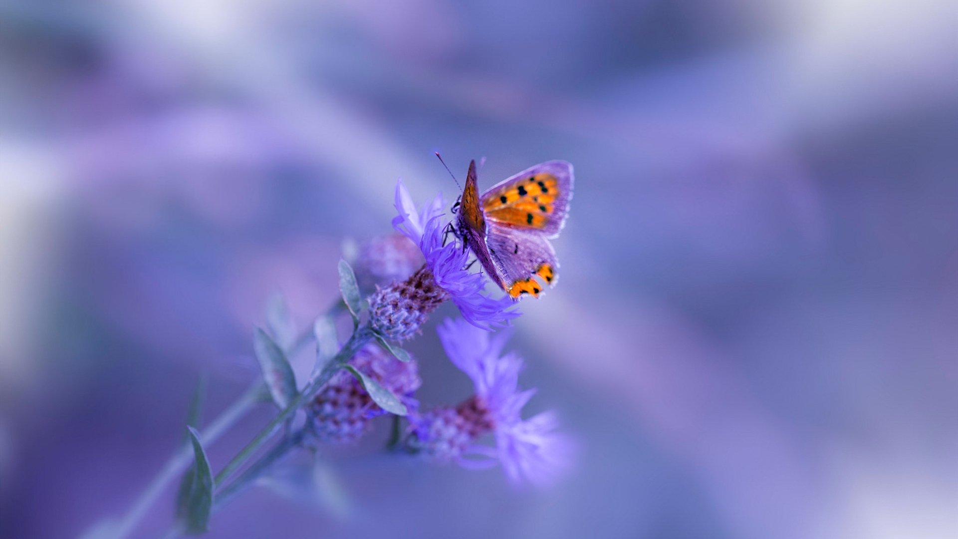 高校篮球设置专项体能测试监控运动员状态,篮球运动员体能测试标准